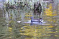 Lesser Moorhen, Agia Varavra, Cyprus, April 2025