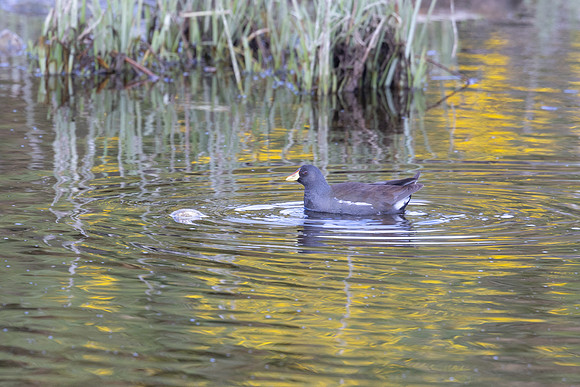 Lesser Moorhen, Agia Varavra, Cyprus, April 2025