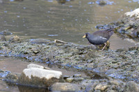 Lesser Moorhen