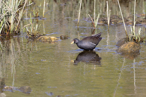 Lesser Moorhen, Agia Varavra, Cyprus, April 2025