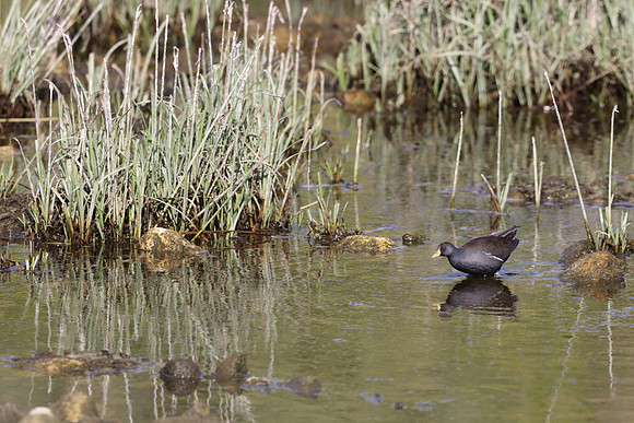 Lesser Moorhen, Agia Varavra, Cyprus, April 2025