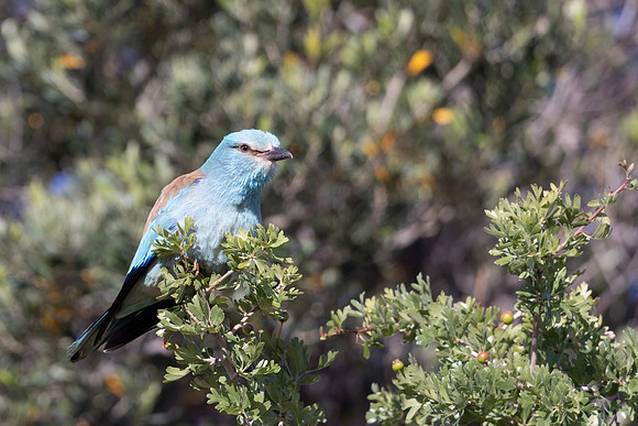 Roller, Anarita Park, April 2025