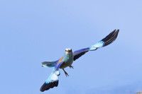Roller, Anarita Park, April 2025