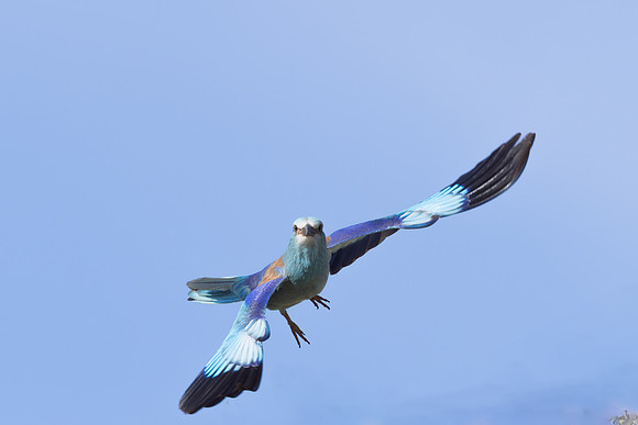 Roller, Anarita Park, April 2025