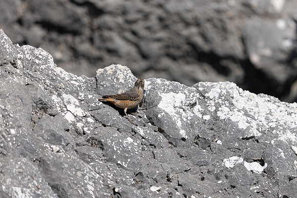 Rock Thrush, (female) Anarita, Cyprus, April 2025