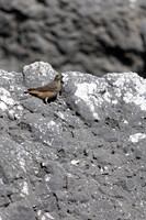 Rock Thrush, (female) Anarita, Cyprus, April 2025