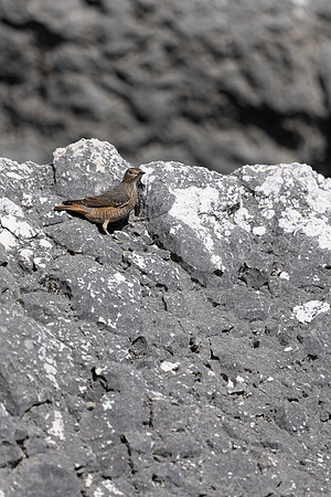 Rock Thrush, (female) Anarita, Cyprus, April 2025