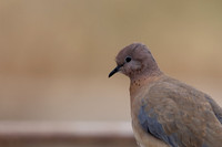 Laughing Dove, Paphos, April 2025