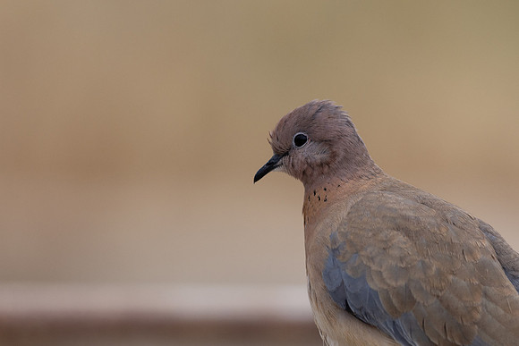 Laughing Dove, Paphos, April 2025