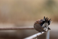 Laughing Dove, Paphos, April 2025