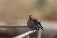 Laughing Dove, Paphos, April 2025