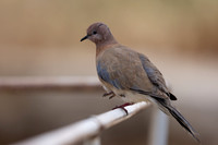 Laughing Dove, Paphos, April 2025