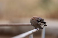 Laughing Dove, Paphos, April 2025