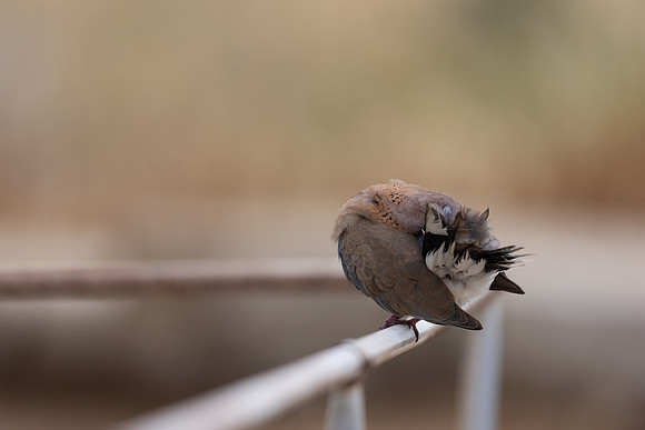 Laughing Dove, Paphos, April 2025