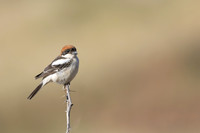 Shrikes