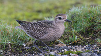 American Golden Plover, Davidstow, October 2014