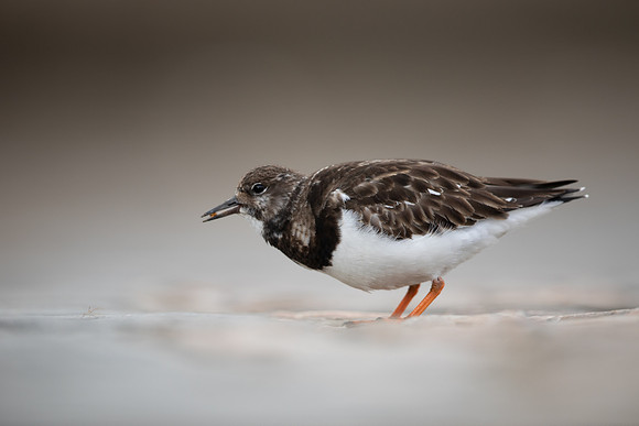 Turnstone, Lyme Regis, March 2022