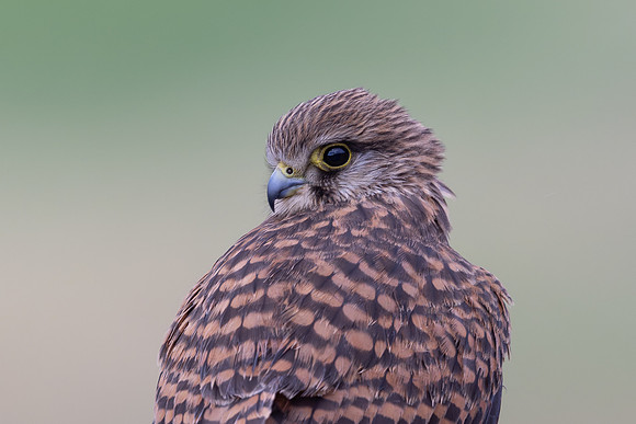Kestrel, (falco tinnunculus dacotiae) Jandia Golf Course, Fuertventura, August 2025