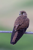 Kestrel, (falco tinnunculus dacotiae) Jandia Golf Course, Fuertventura, August 2025