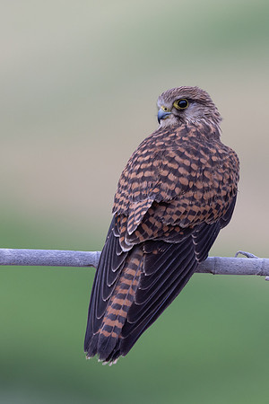Kestrel, (falco tinnunculus dacotiae) Jandia Golf Course, Fuertventura, August 2025
