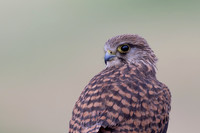 Kestrel, (falco tinnunculus dacotiae) Jandia Golf Course, Fuertventura, August 2025