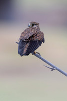 Kestrel, (falco tinnunculus dacotiae) Jandia Golf Course, Fuertventura, August 2025
