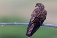 Kestrel, (falco tinnunculus dacotiae) Jandia Golf Course, Fuertventura, August 2025