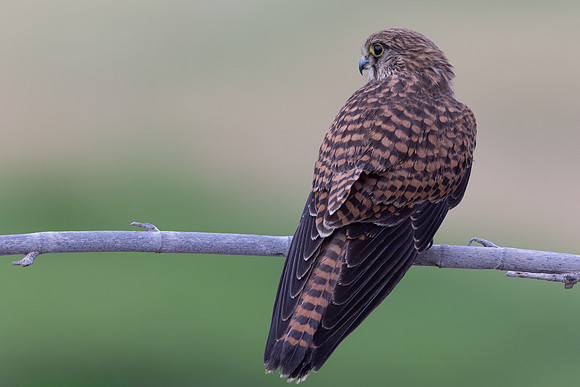 Kestrel, (falco tinnunculus dacotiae) Jandia Golf Course, Fuertventura, August 2025