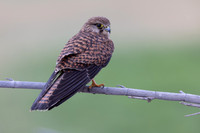 Kestrel, (falco tinnunculus dacotiae) Jandia Golf Course, Fuertventura, August 2025