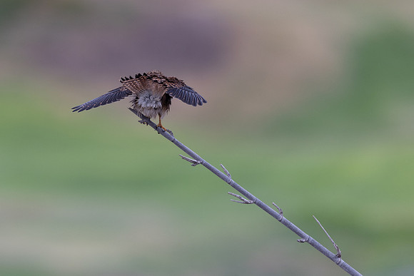 Kestrel, (falco tinnunculus dacotiae) Jandia Golf Course, Fuertventura, August 2025