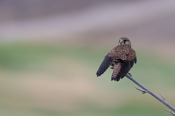 Kestrel, (falco tinnunculus dacotiae) Jandia Golf Course, Fuertventura, August 2025