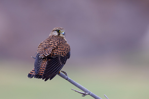 Kestrel, (falco tinnunculus dacotiae) Jandia Golf Course, Fuertventura, August 2025