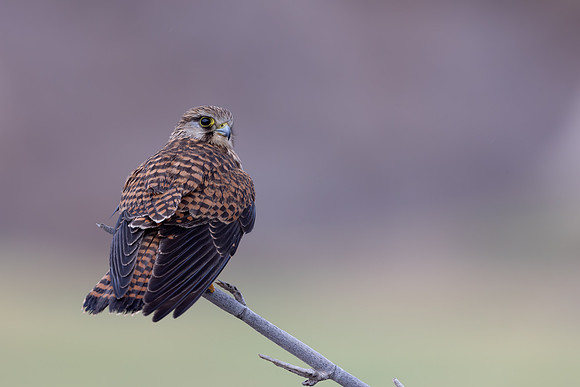 Kestrel, (falco tinnunculus dacotiae) Jandia Golf Course, Fuertventura, August 2025