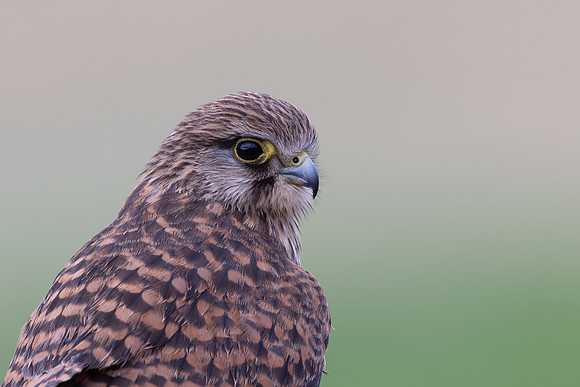 Kestrel, (falco tinnunculus dacotiae) Jandia Golf Course, Fuertventura, August 2025