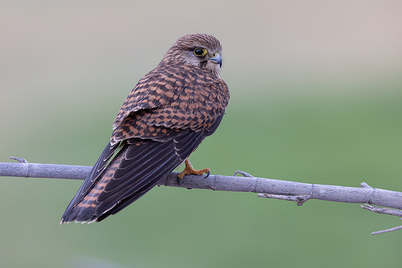 Kestrel, (falco tinnunculus dacotiae) Jandia Golf Course, Fuertventura, August 2025
