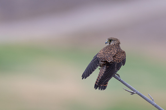 Kestrel, (falco tinnunculus dacotiae) Jandia Golf Course, Fuertventura, August 2025