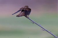 Kestrel, (falco tinnunculus dacotiae) Jandia Golf Course, Fuertventura, August 2025