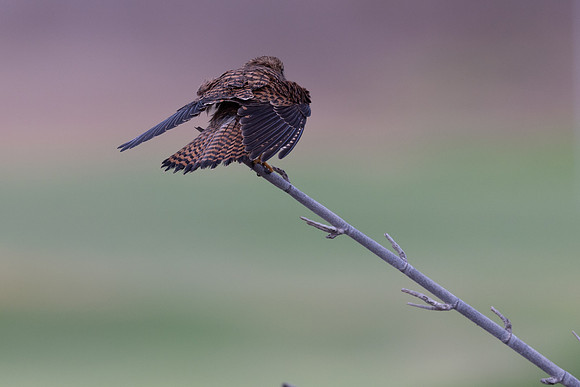 Kestrel, (falco tinnunculus dacotiae) Jandia Golf Course, Fuertventura, August 2025