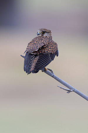 Kestrel, (falco tinnunculus dacotiae) Jandia Golf Course, Fuertventura, August 2025