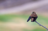 Kestrel, (falco tinnunculus dacotiae) Jandia Golf Course, Fuertventura, August 2025