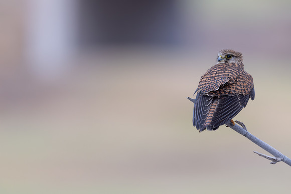 Kestrel, (falco tinnunculus dacotiae) Jandia Golf Course, Fuertventura, August 2025