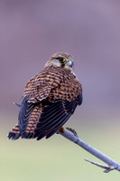 Kestrel, (falco tinnunculus dacotiae) Jandia Golf Course, Fuertventura, August 2025