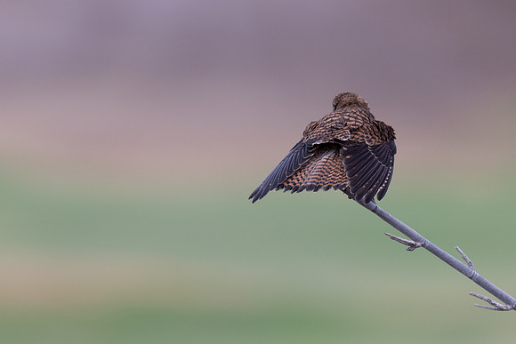 Kestrel, (falco tinnunculus dacotiae) Jandia Golf Course, Fuertventura, August 2025