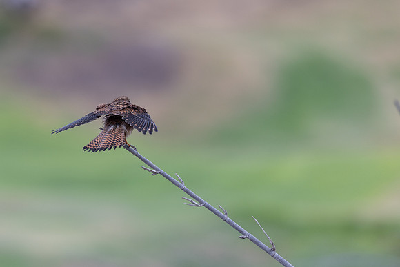 Kestrel, (falco tinnunculus dacotiae) Jandia Golf Course, Fuertventura, August 2025