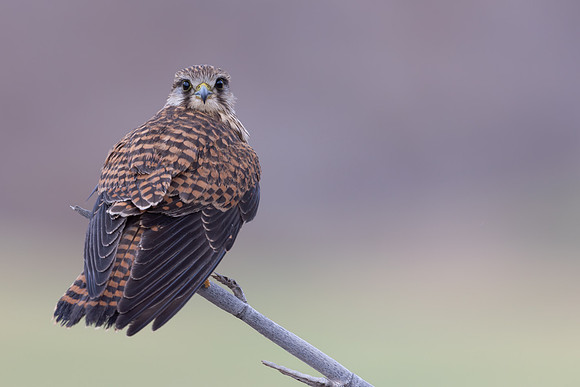 Kestrel, (falco tinnunculus dacotiae) Jandia Golf Course, Fuertventura, August 2025