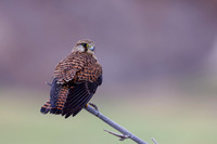 Kestrel, (falco tinnunculus dacotiae) Jandia Golf Course, Fuertventura, August 2025