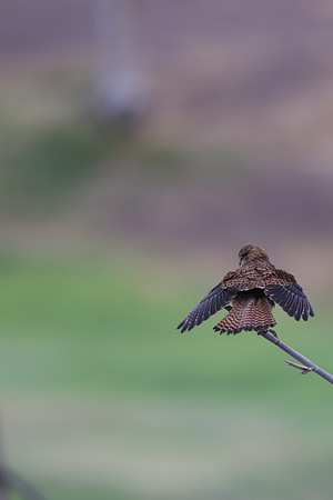 Kestrel, (falco tinnunculus dacotiae) Jandia Golf Course, Fuertventura, August 2025