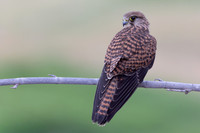 Kestrel, (falco tinnunculus dacotiae) Jandia Golf Course, Fuertventura, August 2025