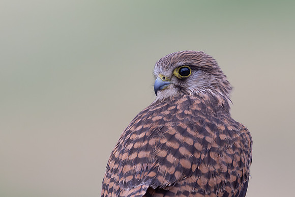 Kestrel, (falco tinnunculus dacotiae) Jandia Golf Course, Fuertventura, August 2025