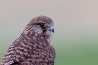 Birds of Prey